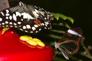 *(Lpidoptre - Papilionidae - Papilio demodocus)  gauche, Le fantme de la fort (Lpidoptre - Nymphalidae - Greta oto)  droite